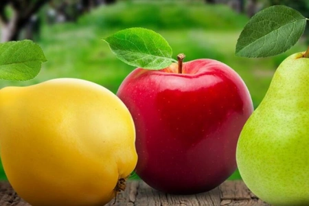Azerbaijan boosts apple, pear and quince exports by nearly 54%