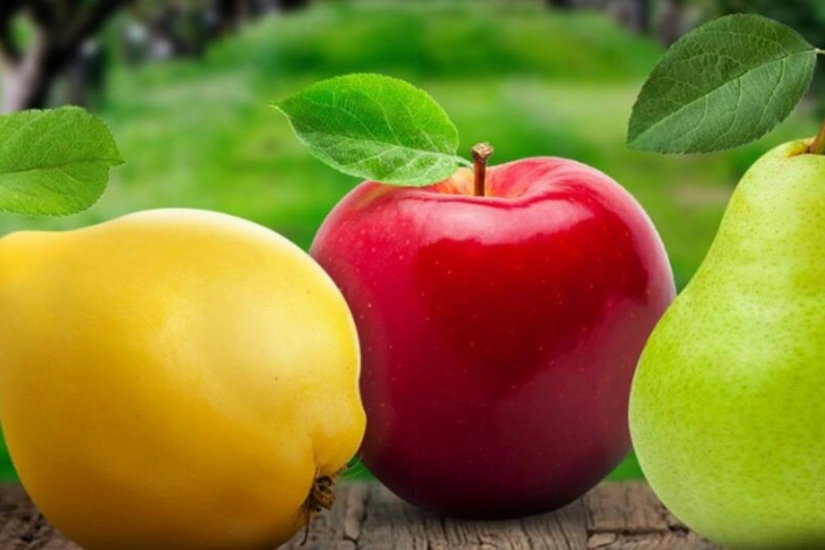 Azerbaijan boosts apple, pear and quince exports by nearly 54%
