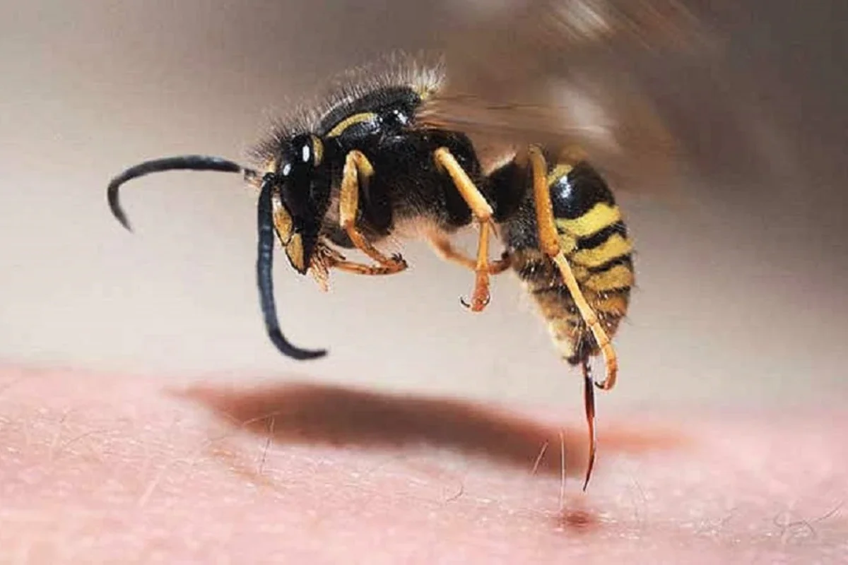 İsmayıllıda 61 yaşlı kişi dilindən arı sancması nəticəsində ölüb