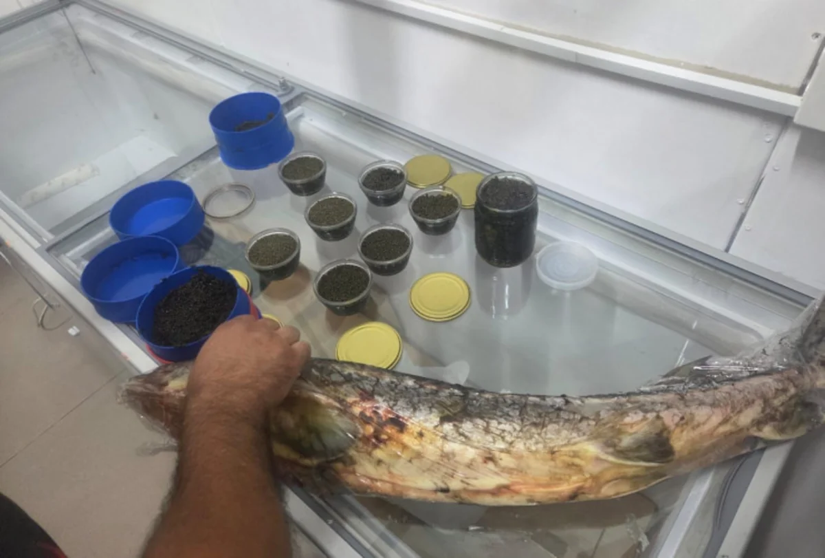 Azərbaycanda qanunsuz satış aparan şəxslərdən nərə balığı və 5 kiloqrama yaxın nərə kürüsü aşkarlanıb