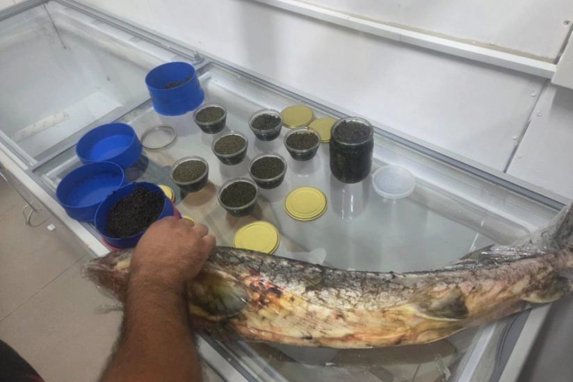 Azərbaycanda qanunsuz satış aparan şəxslərdən nərə balığı və 5 kiloqrama yaxın nərə kürüsü aşkarlanıb