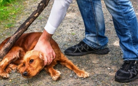 Azerbaijan tightens penalties for animal cruelty