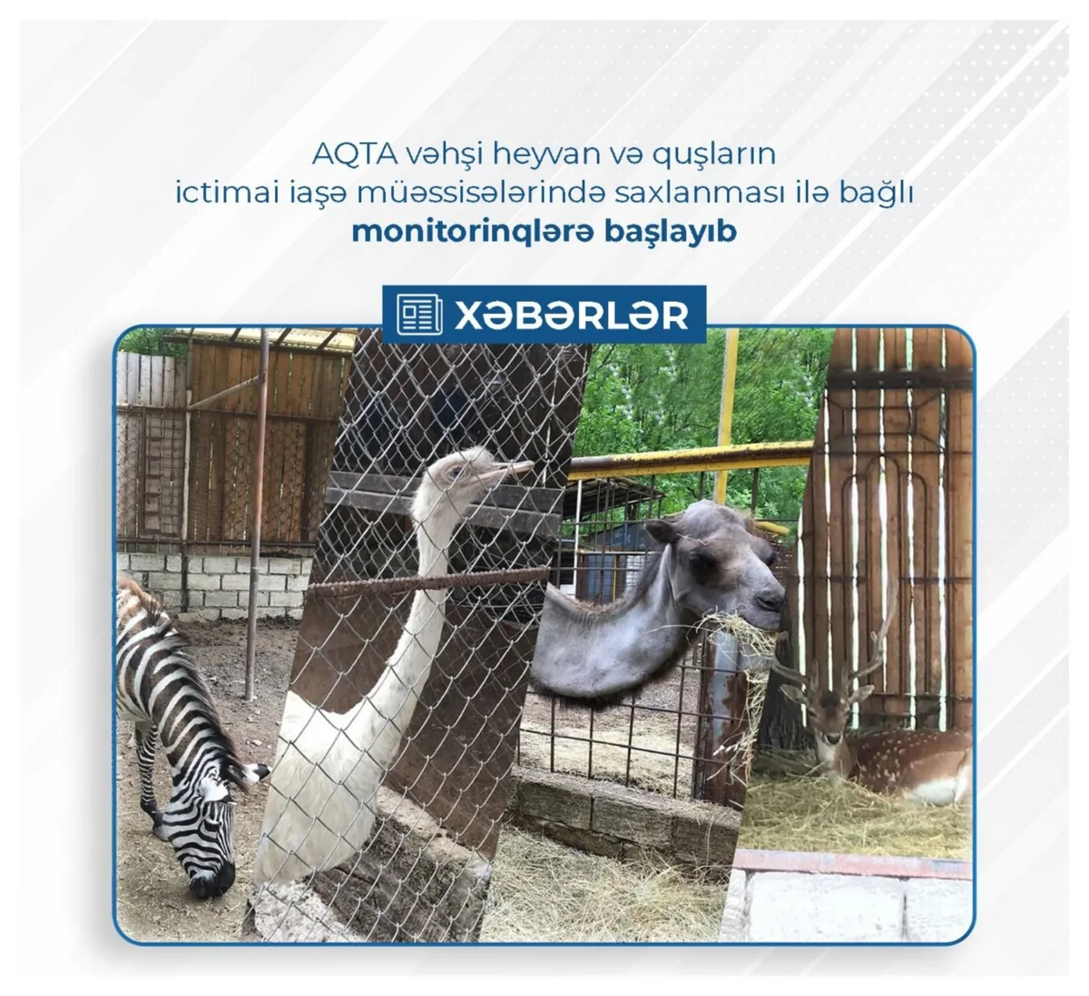 Общественные заведения в Азербайджане проверяют на содержание диких животных и птиц
