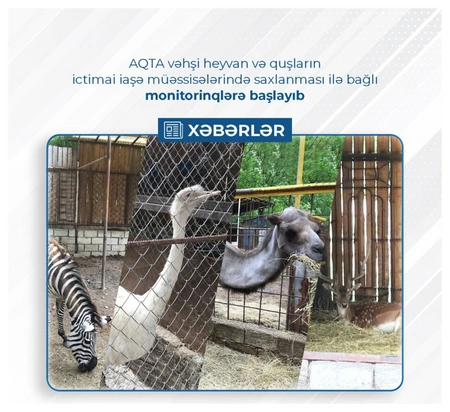 Vəhşi heyvan və quşların ictimai müəssisələrdə saxlanması ilə bağlı monitorinqlərə başlanılıb