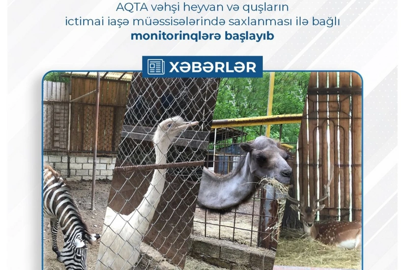 Vəhşi heyvan və quşların ictimai müəssisələrdə saxlanması ilə bağlı monitorinqlərə başlanılıb