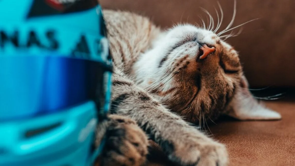 From stray to F1 legend: Alexander Albon's mother suggests adopting the paddock cat