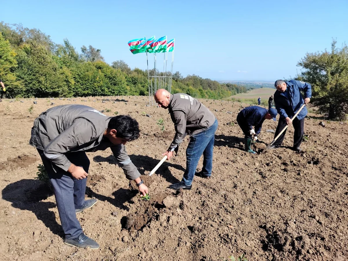 Anım Günü ilə bağlı meşə fondu ərazilərində ağacəkmə aksiyaları keçirilib