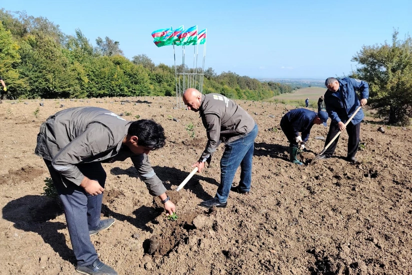 Anım Günü ilə bağlı meşə fondu ərazilərində ağacəkmə aksiyaları keçirilib