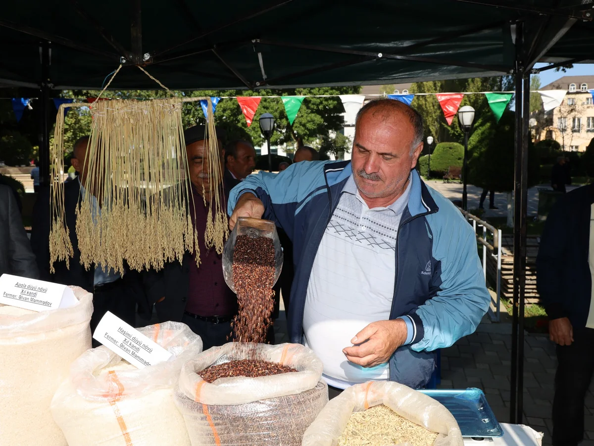 Masallıda Çəltik və Düyü Festivalı və toxum sərgi-satış yarmarkası keçirilib