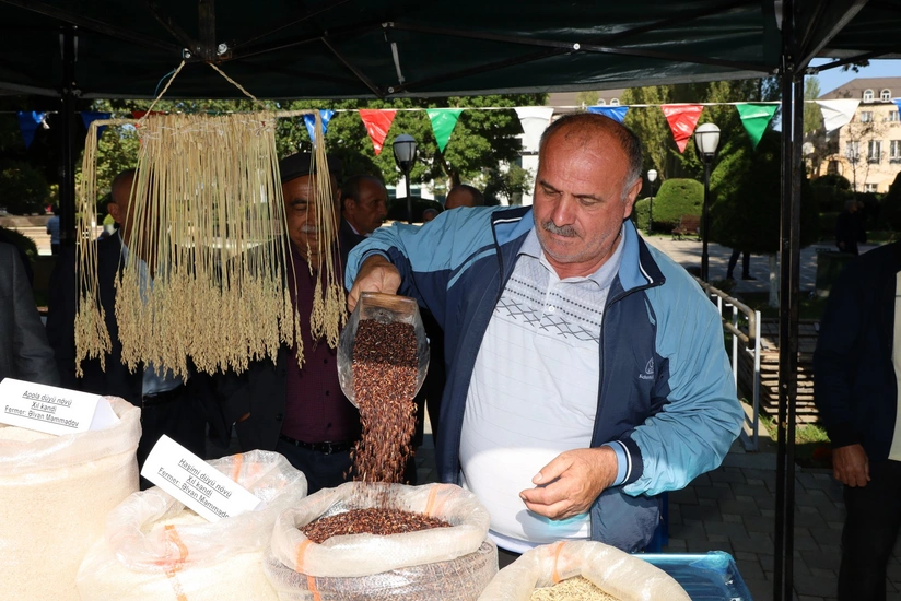 Masallıda Çəltik və Düyü Festivalı və toxum sərgi-satış yarmarkası keçirilib