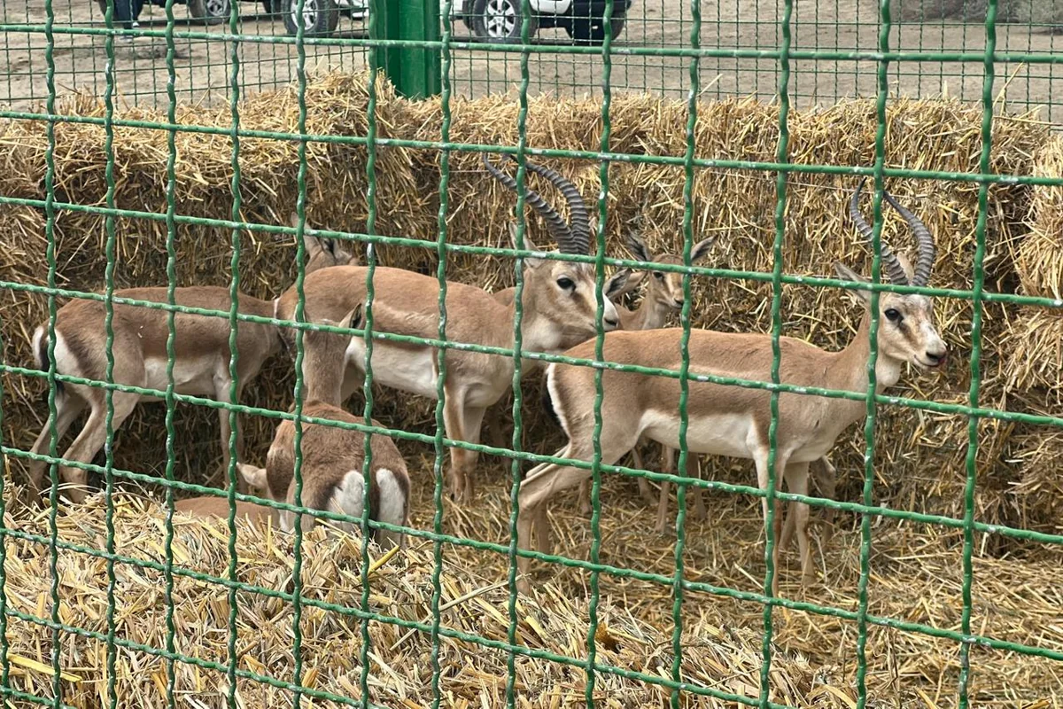 Eleven gazelles released into newly established Akhar-Bakhar National Park in Azerbaijan