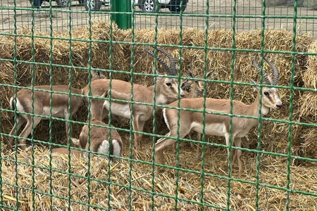Eleven gazelles released into newly established Akhar-Bakhar National Park in Azerbaijan