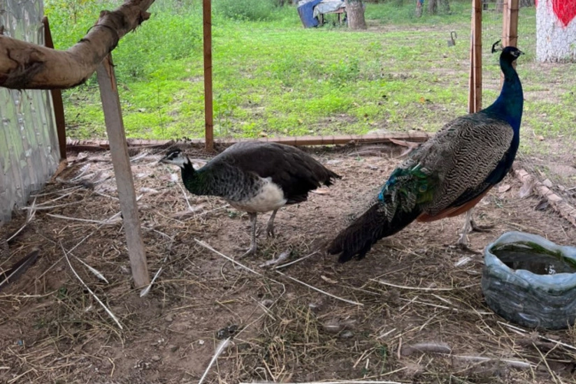 Sabirabadda restoranda 20 heyvanın qanunsuz saxlanıldığı aşkarlanıb