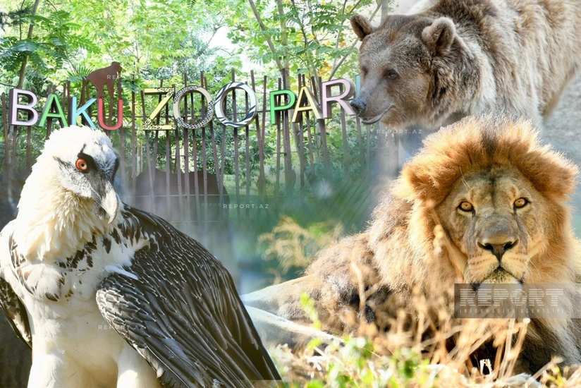 Burada ayılar qış yuxusuna getmir, su samurlarına hər il ad günü keçirilir – ZOOPARKDAN REPORTAJ