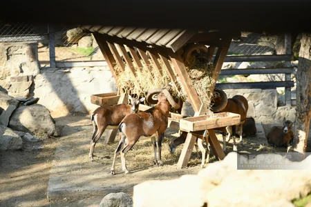 Burada ayılar qış yuxusuna getmir, su samurlarına hər il ad günü keçirilir – ZOOPARKDAN REPORTAJ