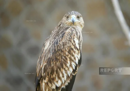 Burada ayılar qış yuxusuna getmir, su samurlarına hər il ad günü keçirilir – ZOOPARKDAN REPORTAJ
