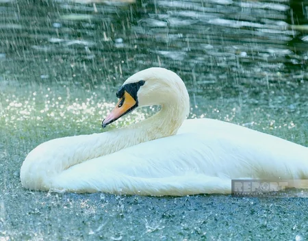 Burada ayılar qış yuxusuna getmir, su samurlarına hər il ad günü keçirilir – ZOOPARKDAN REPORTAJ