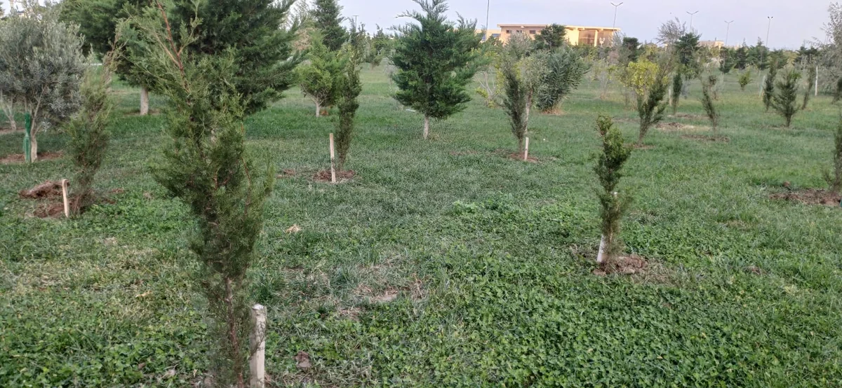 Sumqayıtda kəsilmiş ağacların əvəzinə yeniləri əkilib, identifikasiya etiketi vurulub