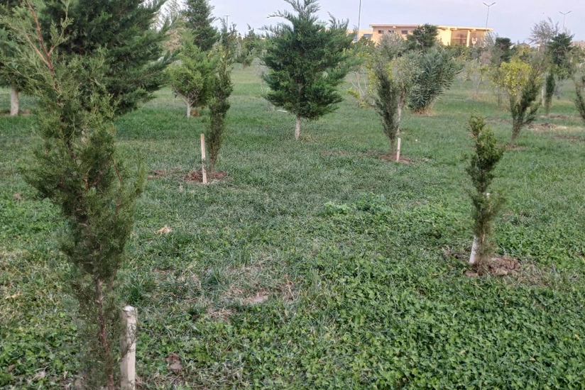 Sumqayıtda kəsilmiş ağacların əvəzinə yeniləri əkilib, identifikasiya etiketi vurulub