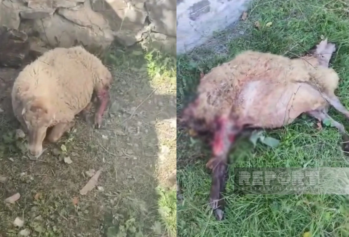 В Шеки стая бродячих собак напала на жилой дом