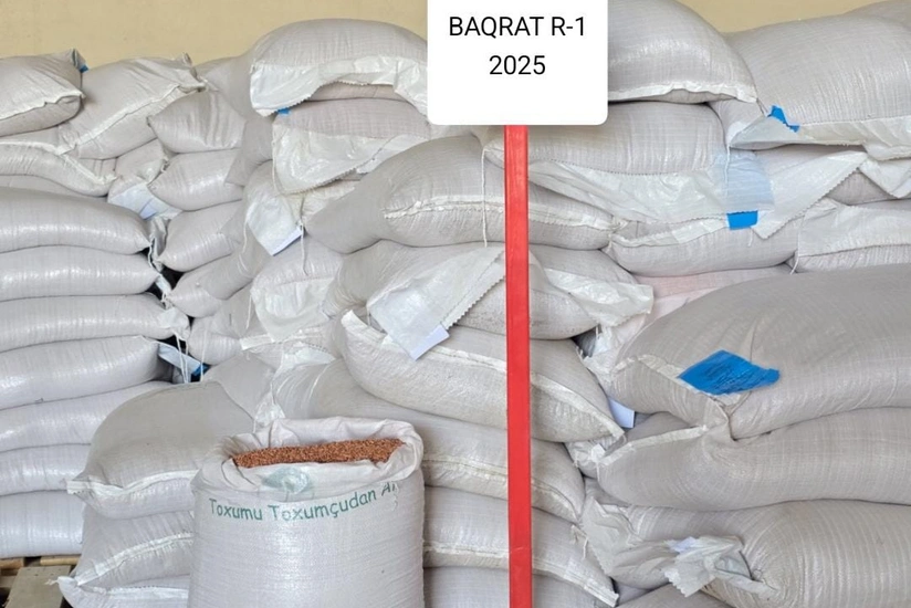 Naxçıvana payızlıq əkin üçün yüksək keyfiyyətli taxıl toxumu gətirilib