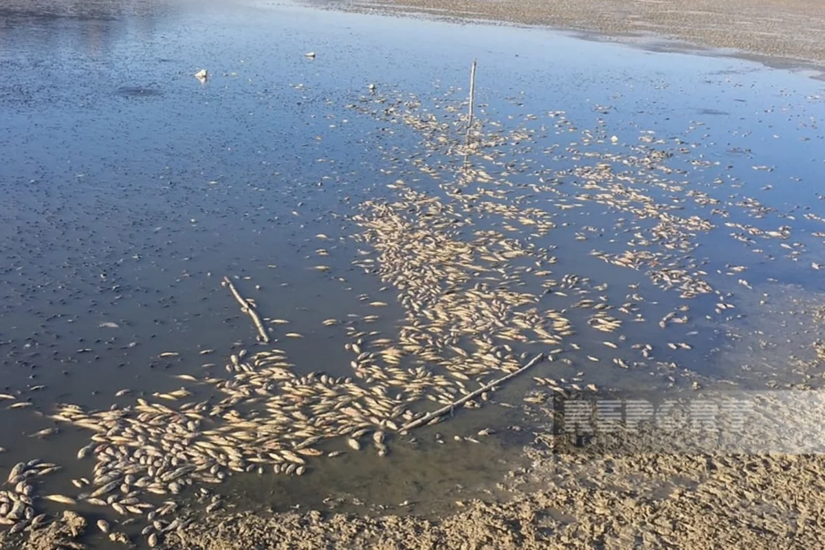 Bənəniyar su anbarında balıqların kütləvi tələf olması araşdırılıb