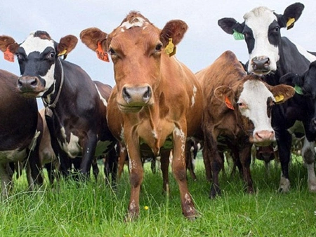 Agriculture Ministry: Risk of humans contracting foot-and-mouth disease close to zero