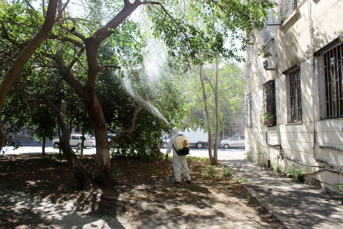 Bakının bəzi hissələrində tut ağaclarını qurd basıb