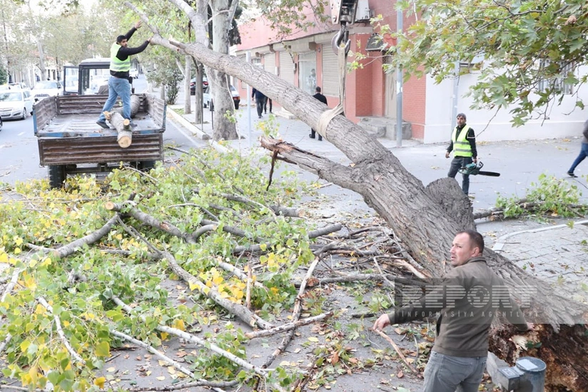 Gəncədə irigövdəli ağac yola aşıb, avtomobillərin hərəkətində çətinlik yaranıb