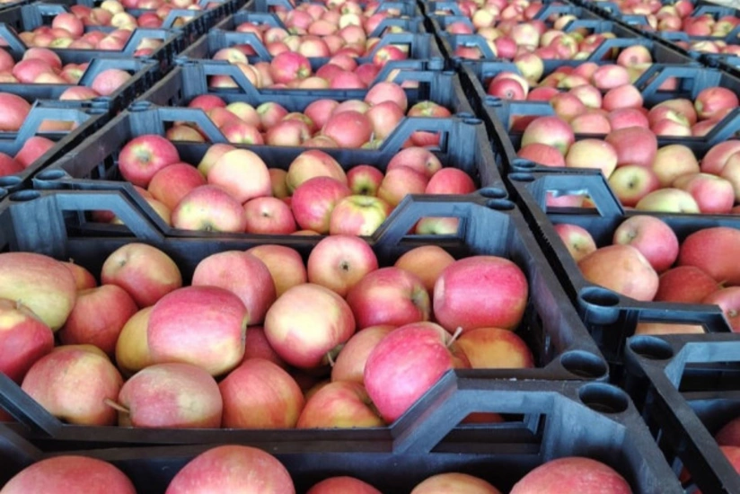 Партия яблок весом 163,4 тонны для экспорта в Турцию не прошла контроль качества