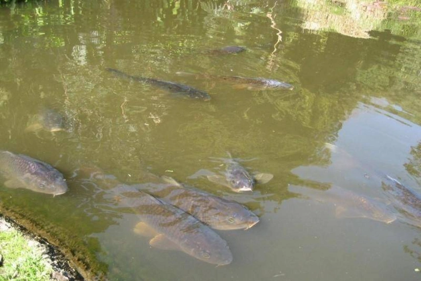 Su hövzələrində balıqlar kəskin azalıb: tədqiqat aparılmır, vahid strategiya yoxdur - ARAŞDIRMA