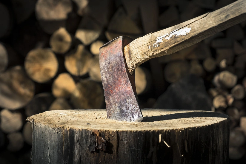 Ağacların qanunsuz kəsilməsinə görə yaşıllıqlara 75 min manatdan çox ziyan dəyib