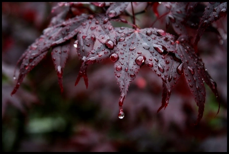 Azerbaijan weather forecast for November 2
