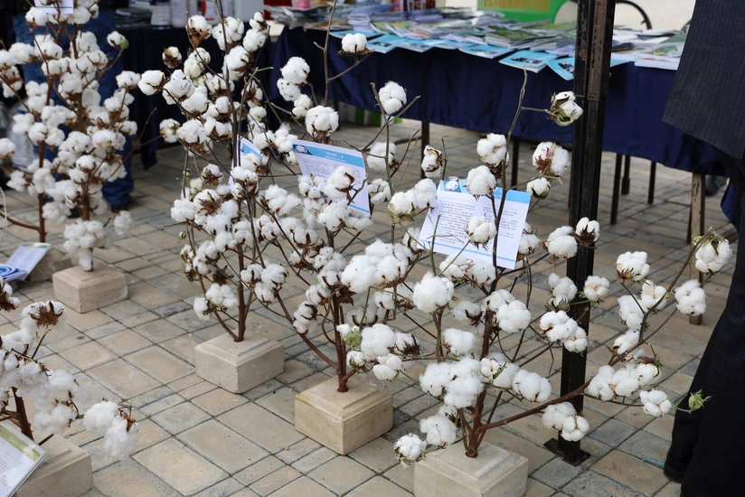 Saatlıda Aqrar Biznes və Pambıq festivalları keçirilib