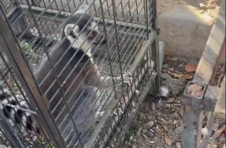 В Ташкенте пресекли незаконную продажу редкого лемура