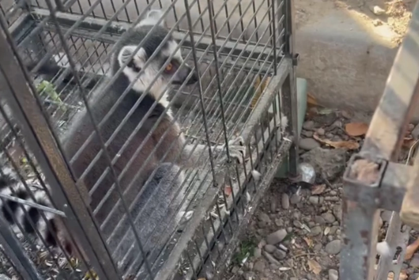 В Ташкенте пресекли незаконную продажу редкого лемура