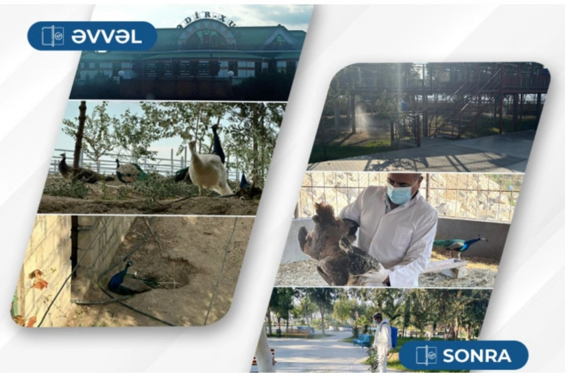 Hacıqabulda ailəvi istirahət mərkəzindəki quşlar aidiyyəti üzrə təhvil verilib