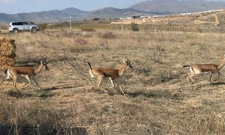 Seven gazelles released into wild in Azerbaijan's Jabrayil