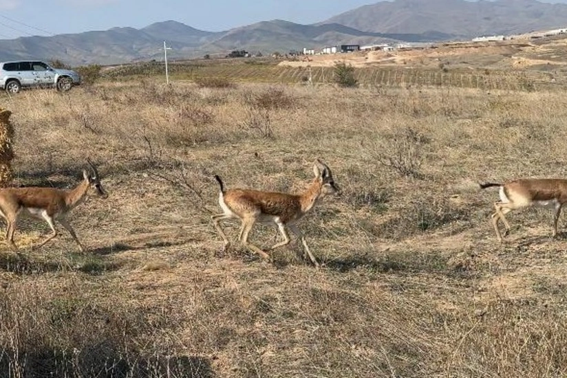 Cəbrayıla yeddi baş ceyran buraxılıb
