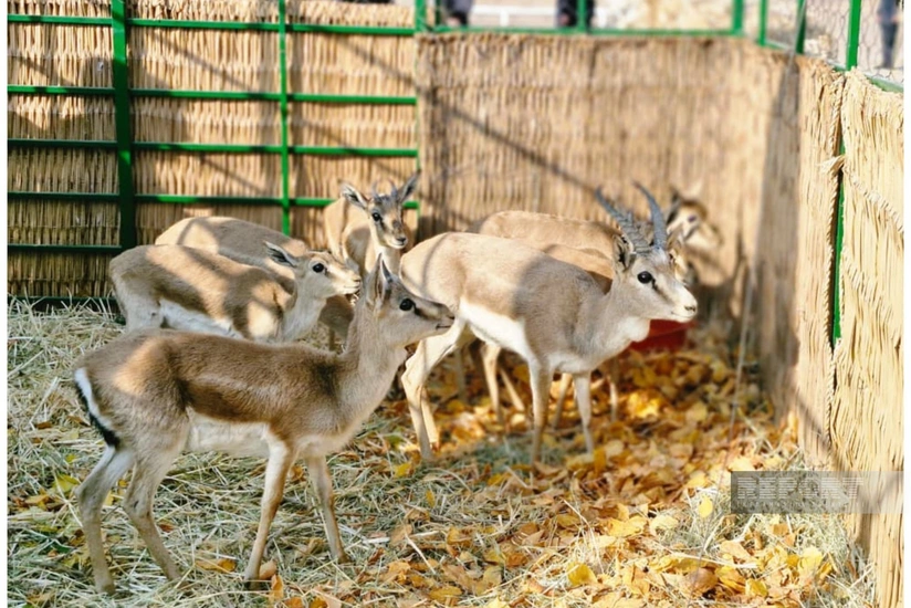 Culfada təbiətə nadir heyvan və quşlar buraxılıb