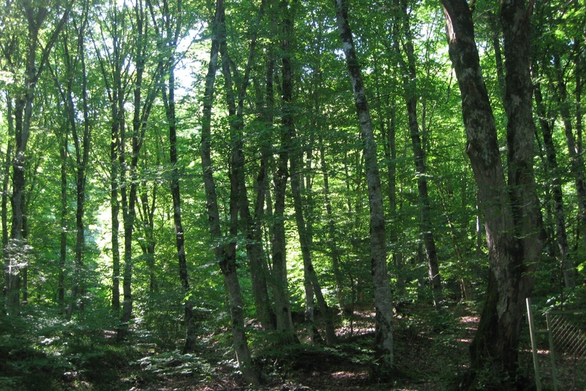 Azərbaycanda meşə quruluşu və planlaşdırma xəritələrinin hazırlanması işləri tamamlanmaq üzrədir