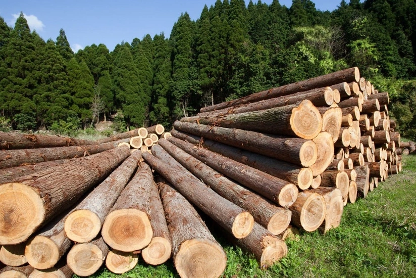 Azərbaycanda oduncağın satışı ilə bağlı növbəti hərrac elan edilib