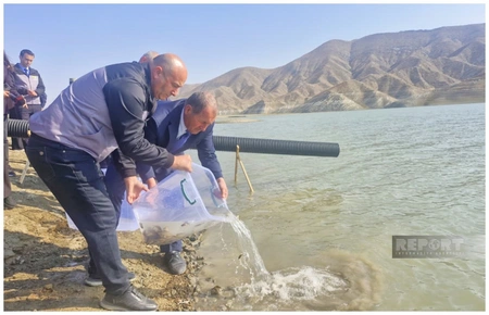 300,000 juvenile carp released into Heydar Aliyev Reservoir