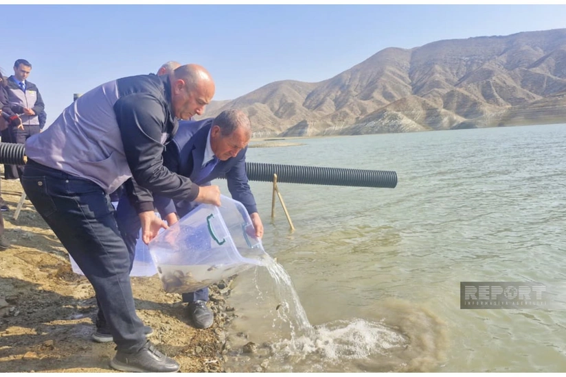 В водохранилище имени Гейдара Алиева выпущено 300 тысяч мальков сазана