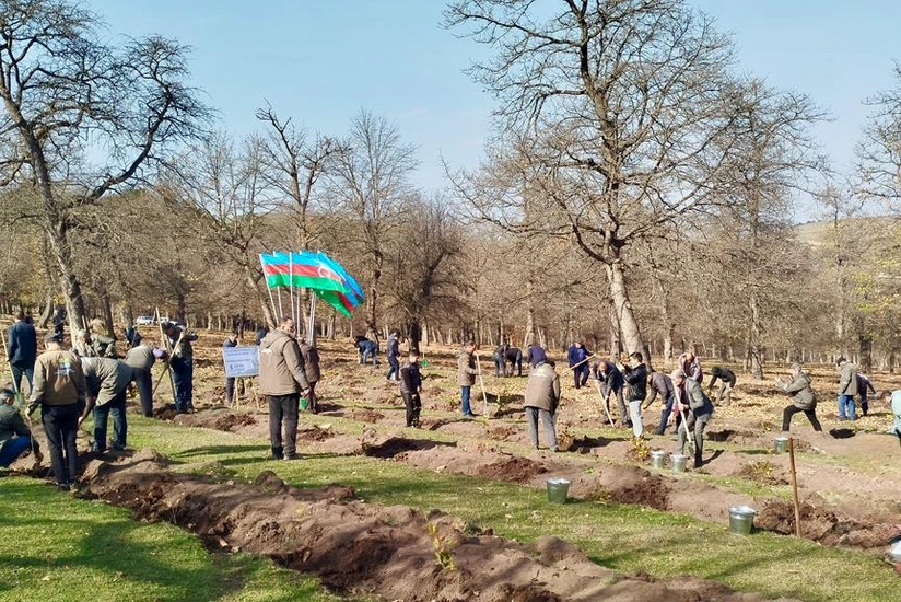 В связи с Днем Победы в лесном фонде высажено более 30 тысяч деревьев