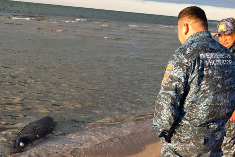 В Казахстане на побережье Каспийского моря снова зафиксировали гибель тюленей