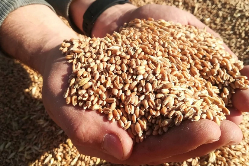 Пашинян: Армения не намерена отказываться от российского зерна - ОБНОВЛЕНО