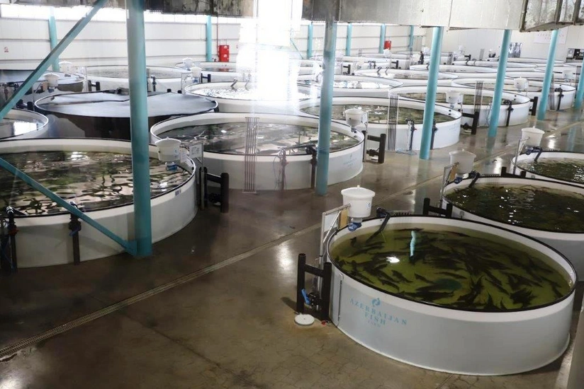 Nazir: Balıqçılıq müəssisələrinin elektron qeydiyyatı nəzərdə tutulur