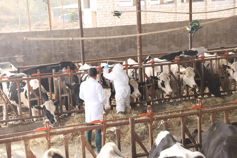 Aqrar Xidmətlər Agentliyi SAT-1 serotipinə qarşı tədbirlərə başlayıb