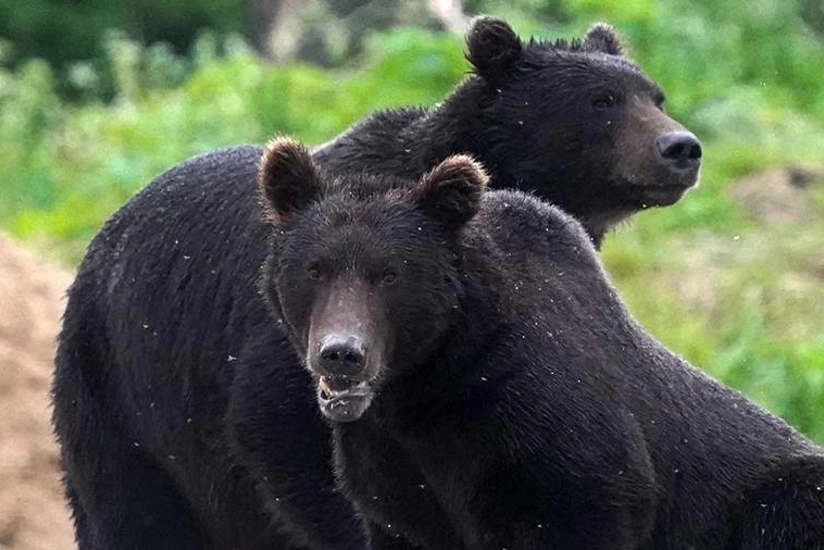 Japan Today: В Японии зафиксировано рекордное число нападений медведей